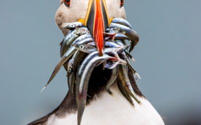 Biomimicry Dalam Teknologi Drone Dan Kestabilan Terbang